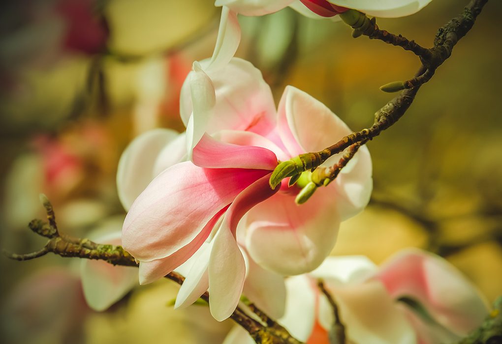 A liliomfa vagy magnólia (Magnolia)